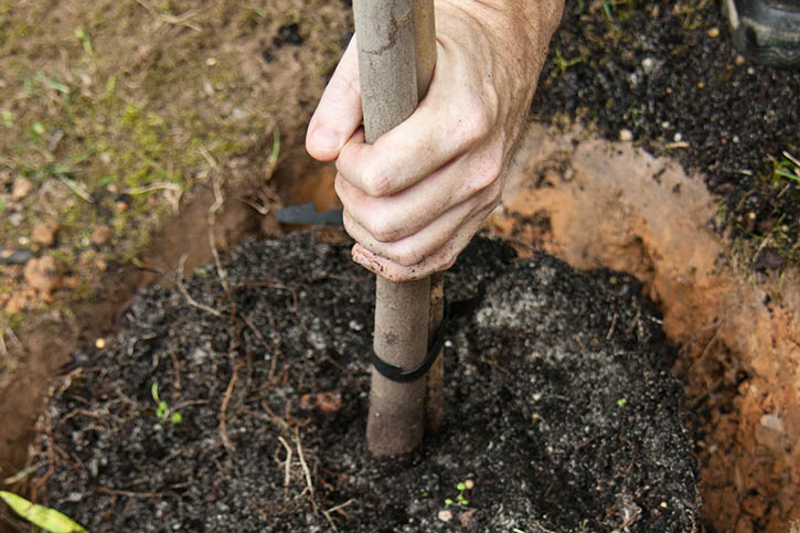 TreePlanting12