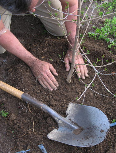 tree-planting